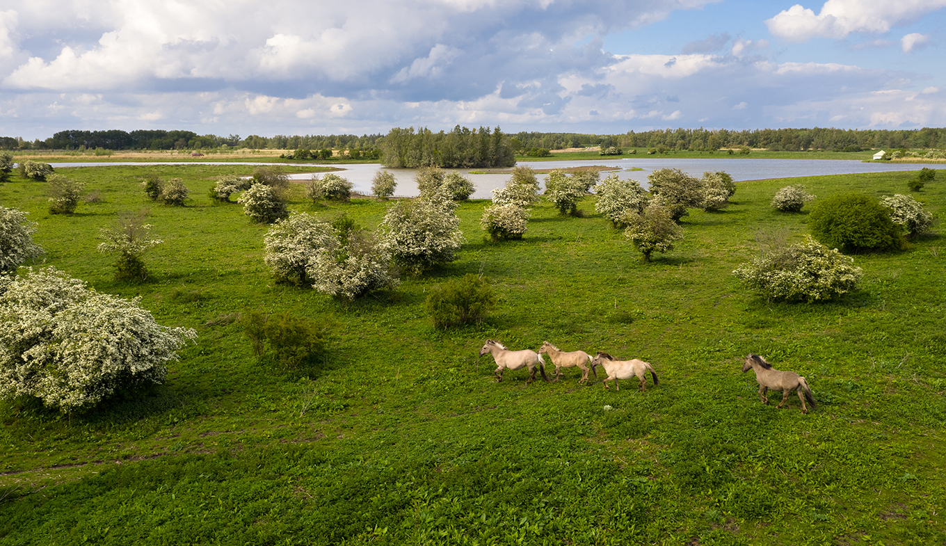 oostvaardersplassen-holland